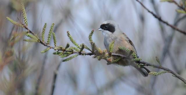 Penduline Tit